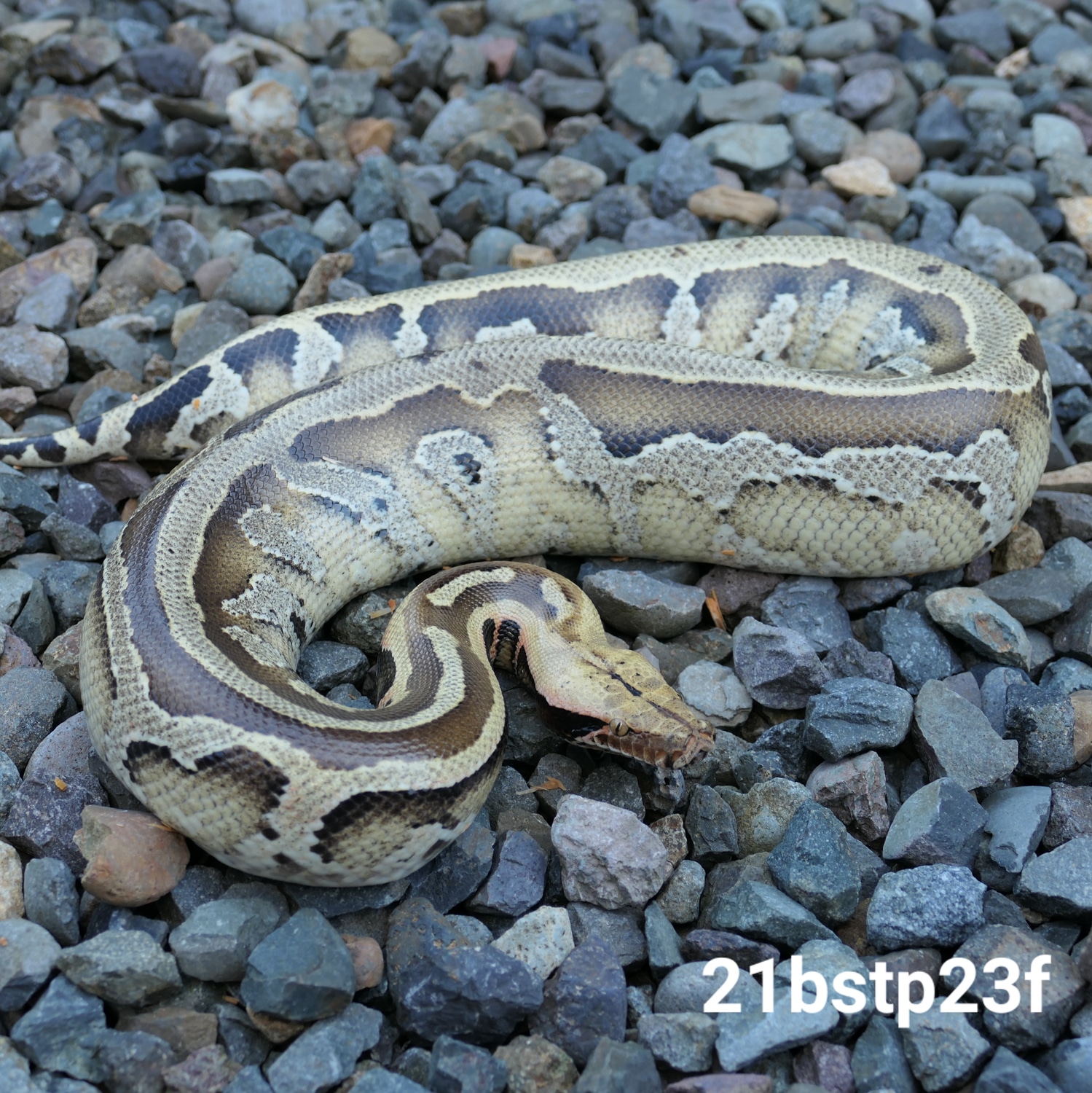 Borneo Short Tail Python Borneo Short-tailed Python by C. E. Reptiles ...