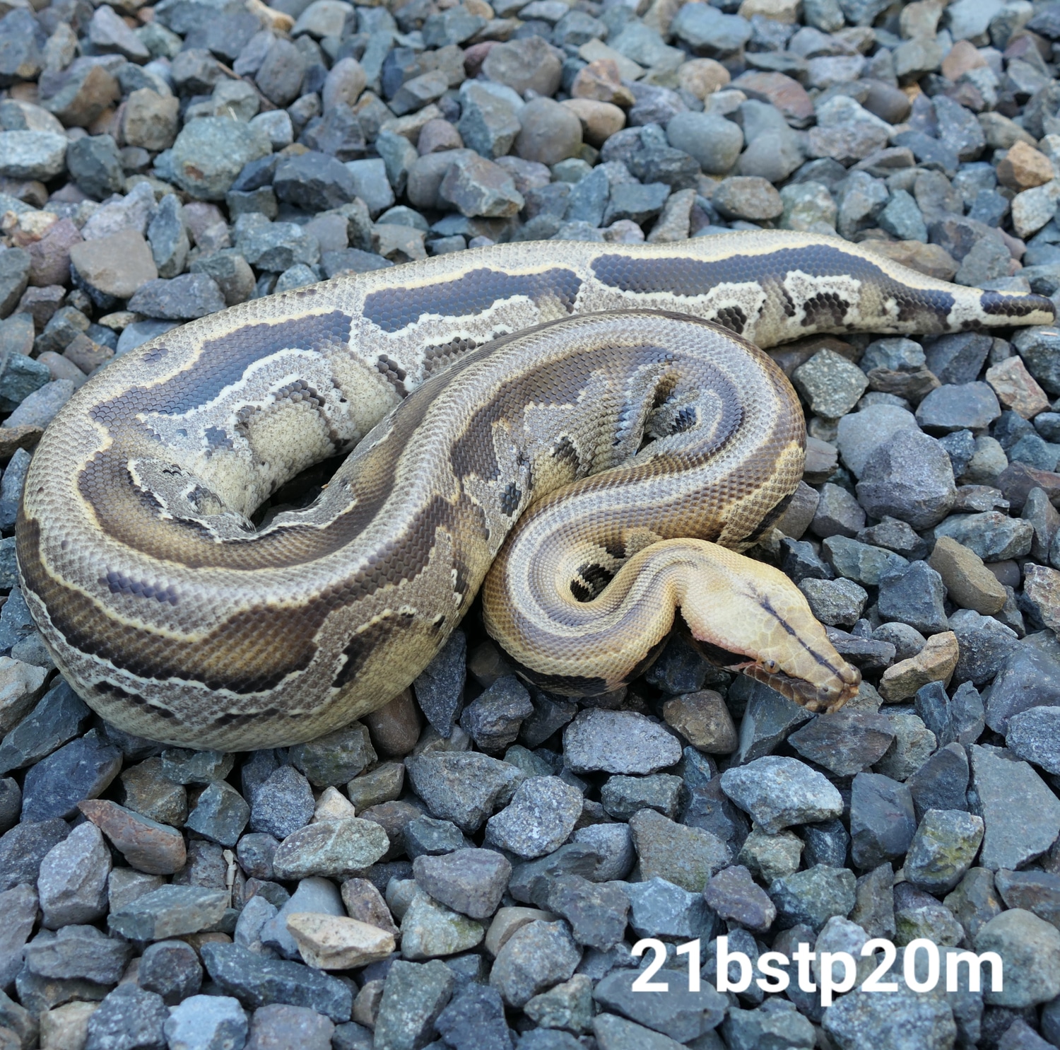 Borneo Short-tailed Python by C. E. Reptiles - MorphMarket