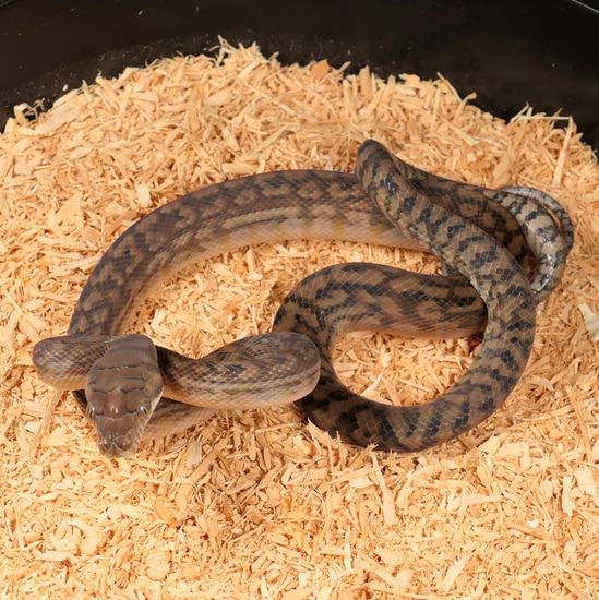 F1 CBB Southern Scrub Python by C. E. Reptiles