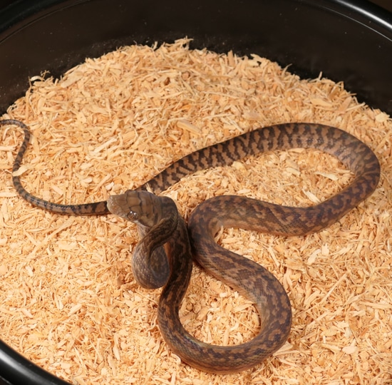 F1 CBB Southern Scrub Python by C. E. Reptiles