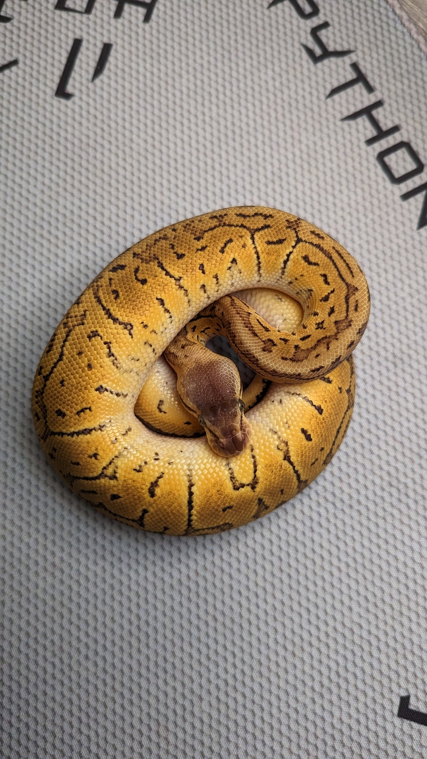 Lemon Blast, Het Hypo Ball Python by Python Imagery - MorphMarket