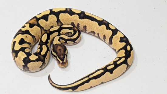 Orange Dream Fire 100% Het Desert Ghost Ball Python by Python Junkies