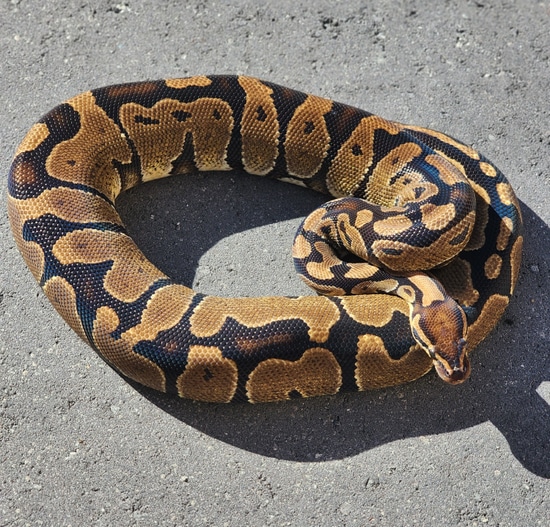 100% Het Zebra Female Ball Python by Python Junkies