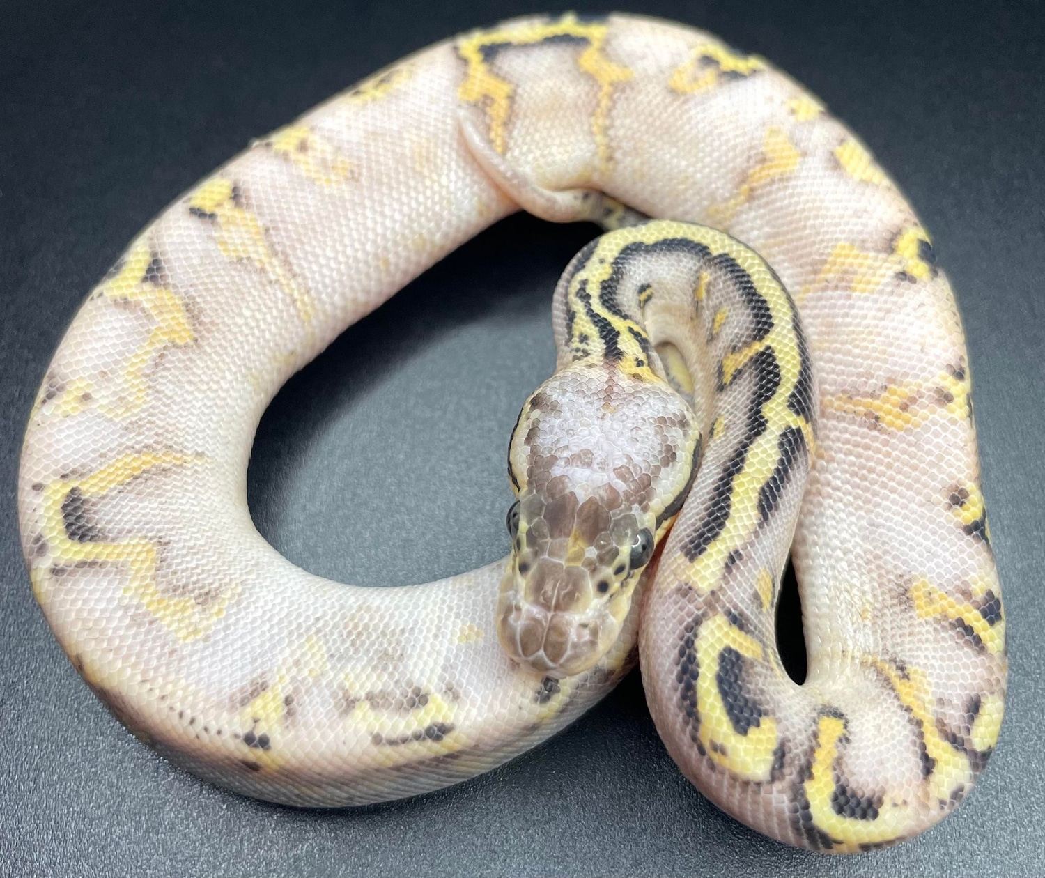 Super Asphalt GHI Pastel Ball Python by Pythons Of The North - MorphMarket