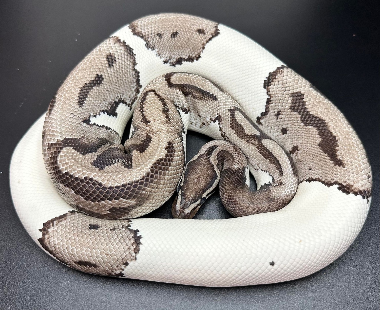 Lightning Piedbald MJ Line Ball Python by Pythons Of The North