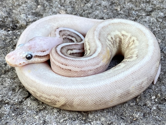 Firefly Cinnamon Ball Python 0.1 Firefly Cinnamon Mojave Het Clown Ball Python by Pythonpaintjobs