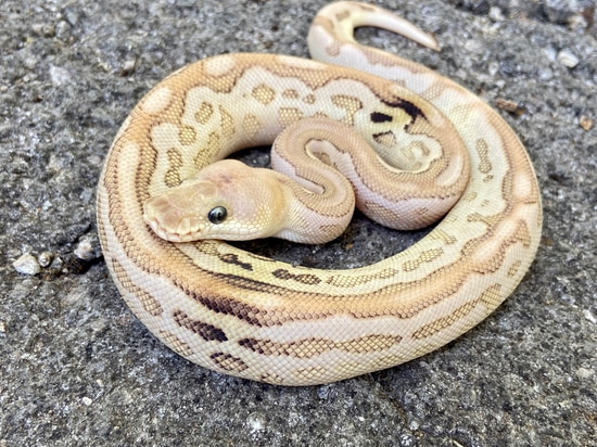 1.0 Orange Dream Cinnamon Lesser Clown Ball Python by Pythonpaintjobs ...