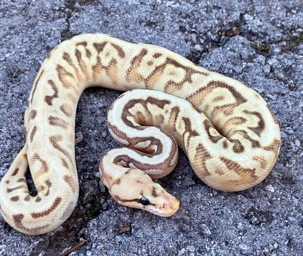 0.1 Firefly Powerball Het Clown Ball Python by Pythonpaintjobs ...