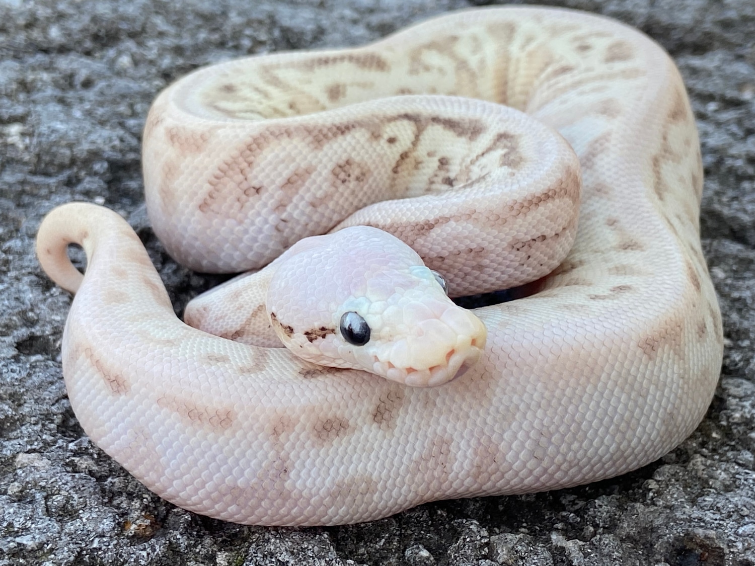 0.1 Firefly Powerball Het Clown Ball Python by Pythonpaintjobs ...
