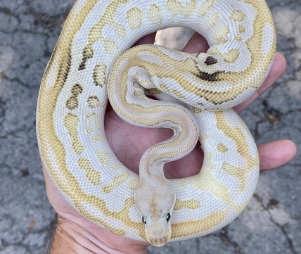 0.1 Firefly Powerball Het Clown Ball Python by Pythonpaintjobs ...