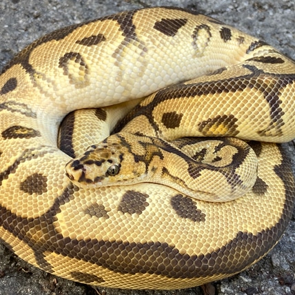 0.1 Firefly Powerball Het Clown Ball Python by Pythonpaintjobs ...