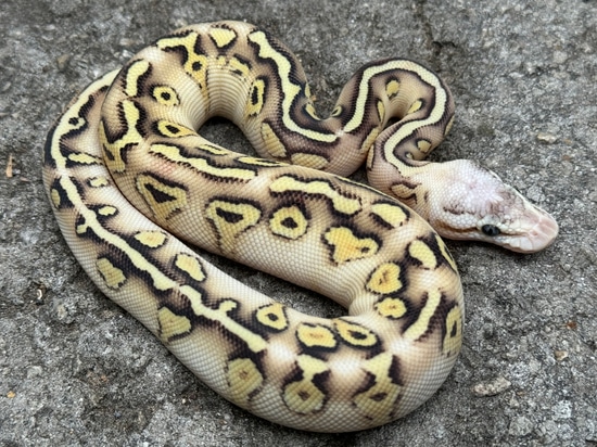 0.1 Pastel Wookie Lesser Yellow Belly Het Clown Ball Python by ...