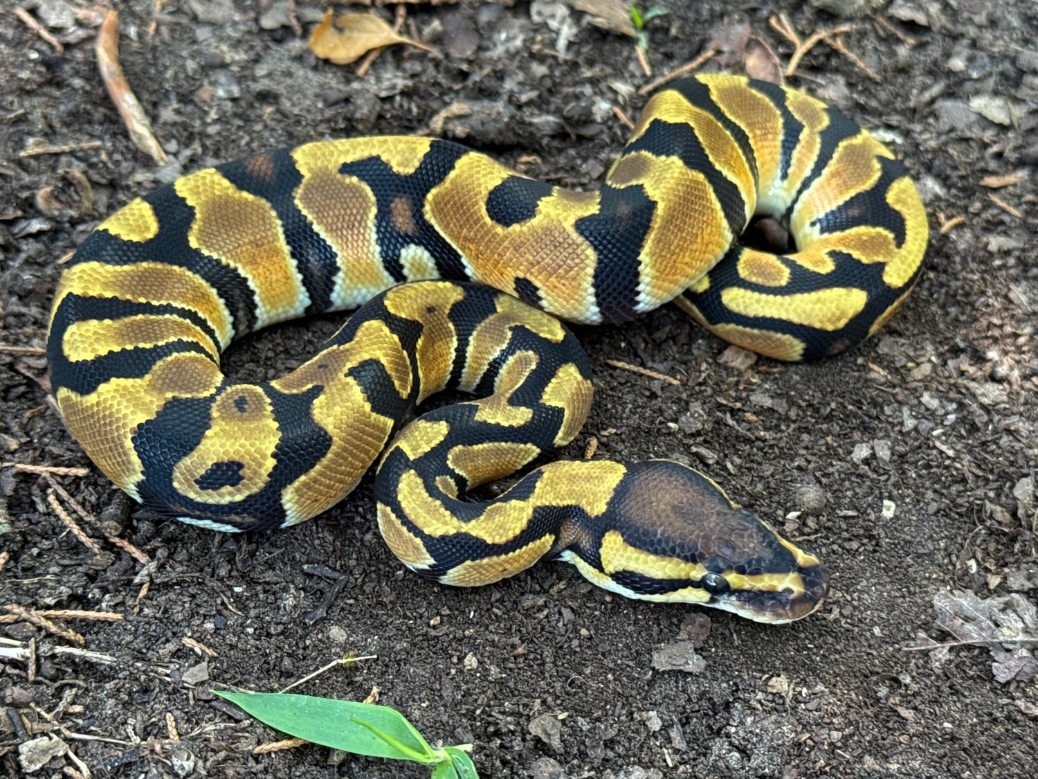 Pythonpaintjobs