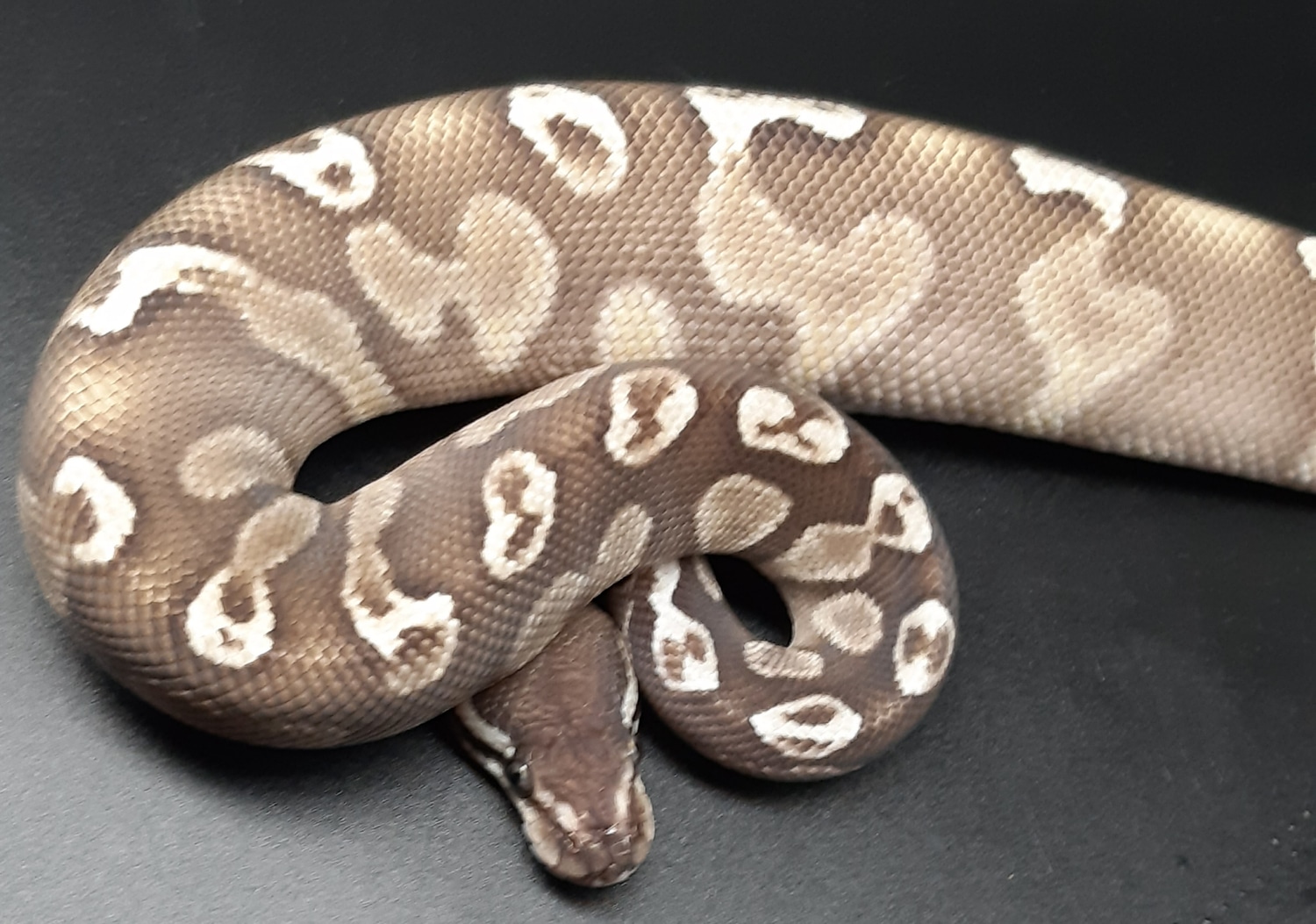GHI Lesser Ball Python by The Python Pimp MorphMarket