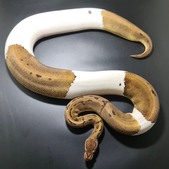 Pinstripe Piebald Ball Python by Pythonpirat