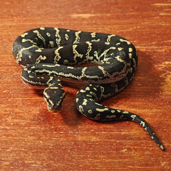 Python Anchietae Offspring 2023 Angolan Python by Pythonpirat
