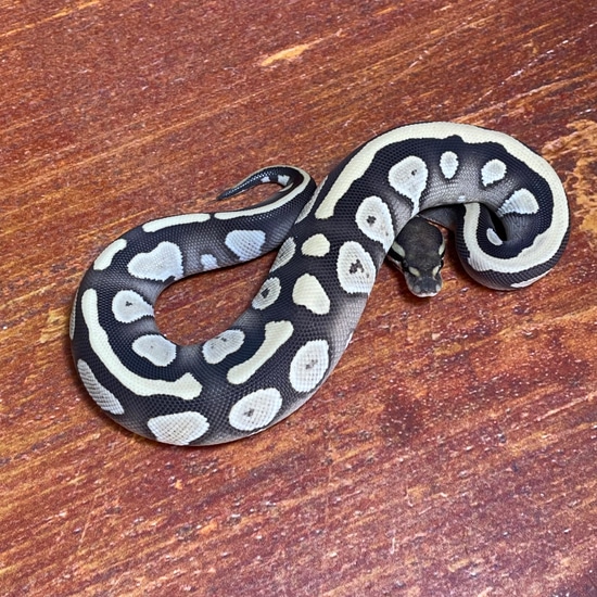 Mojave Desert Ghost Ball Python by Pythonpirat