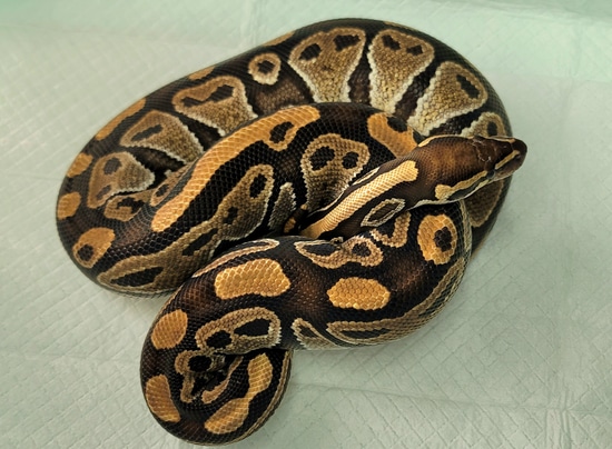 Mocha Ball Python by Python Production