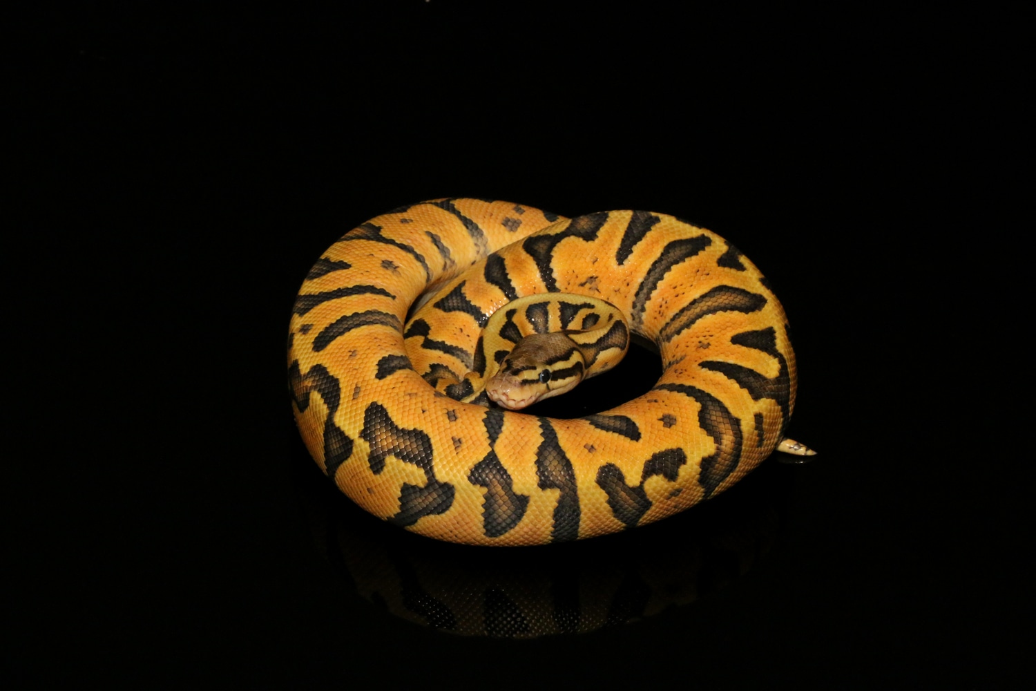 Super Pastel Zebra 66% Het Hypo Ball Python by JL Reptiles - MorphMarket