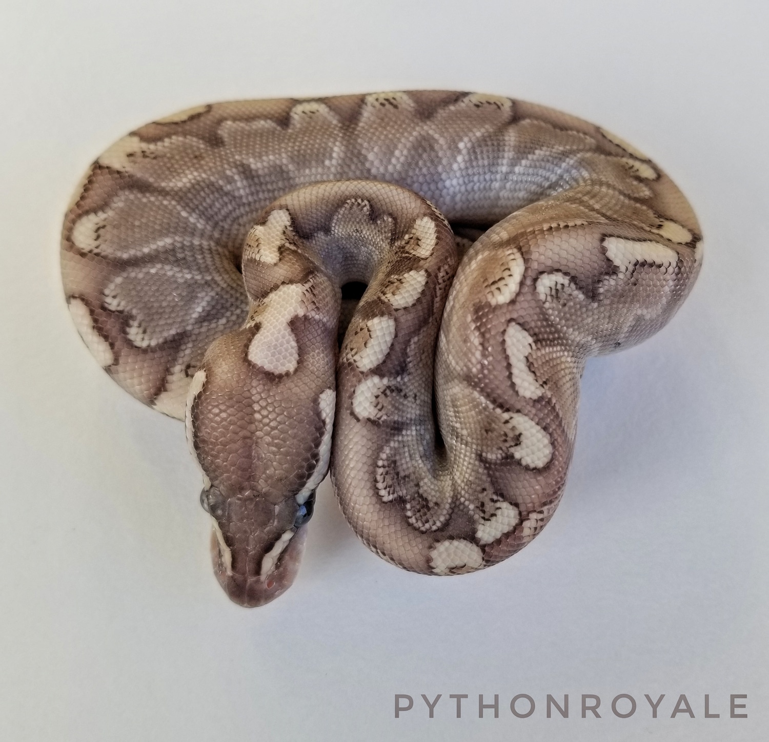 GHI Bamboo Ball Python by Pythonroyale - MorphMarket