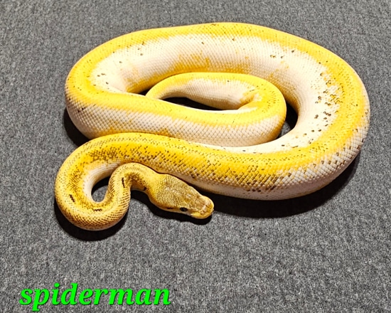 Enchi Orange Dream Pinstripe Spider Yellowbelly 50% Het Piebald Ball ...