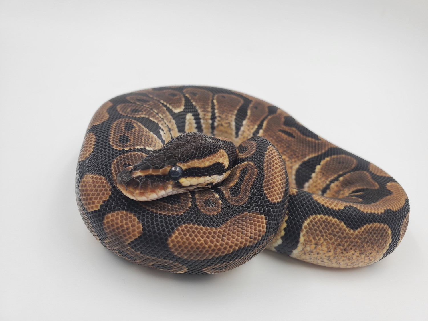 Het Tri-stripe Ball Python by GWB Pythons & More - MorphMarket