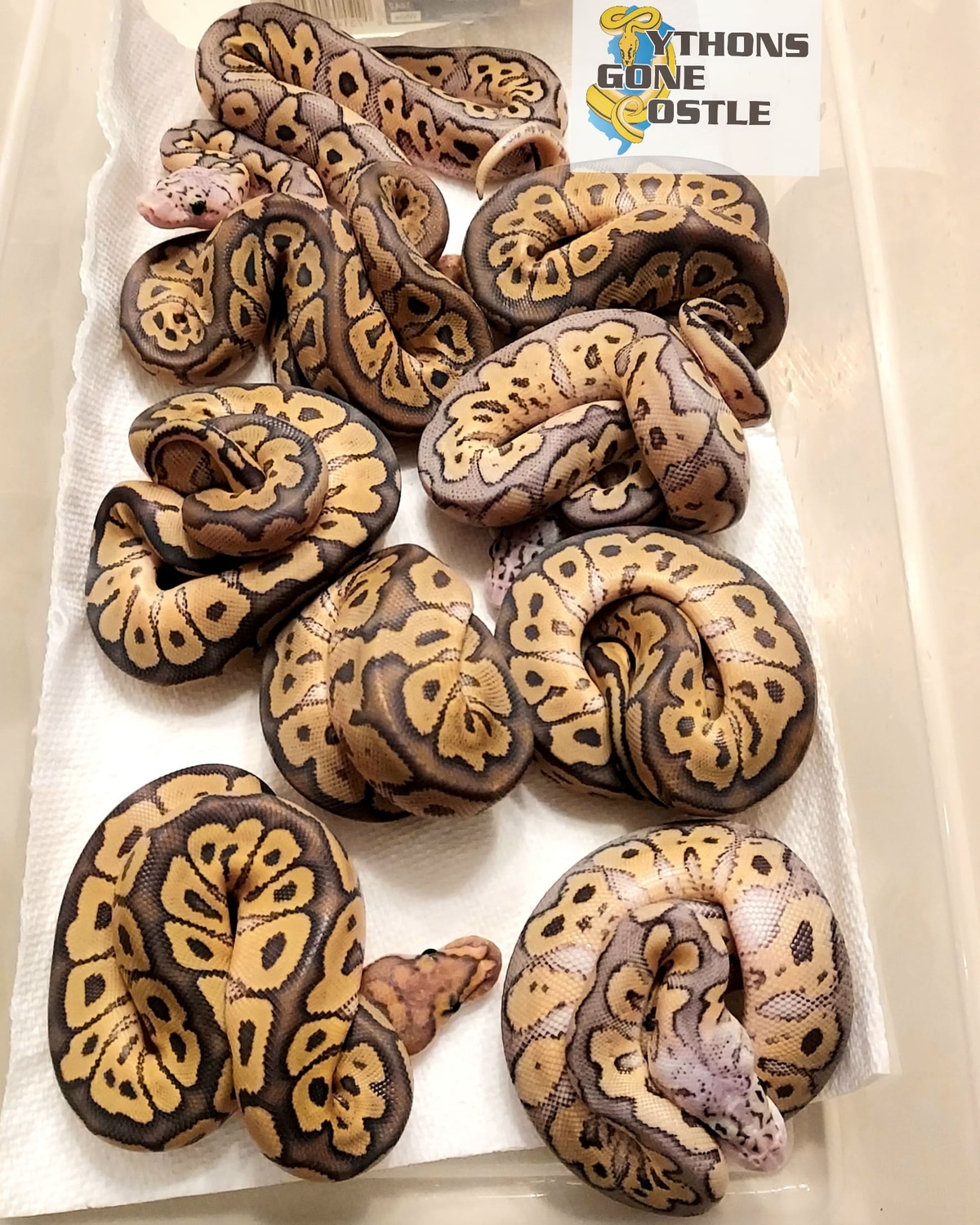 Ghost Clown Ball Python by Pythons Gone Postle - MorphMarket
