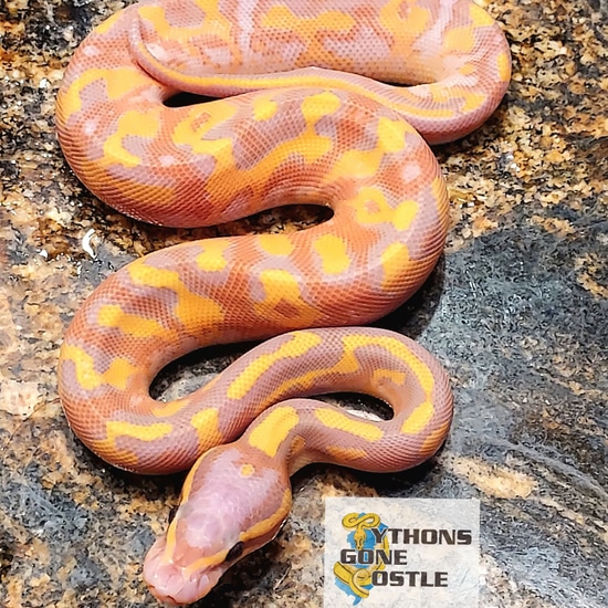 Banana Super Asphalt Ball Python by Pythons Gone Postle