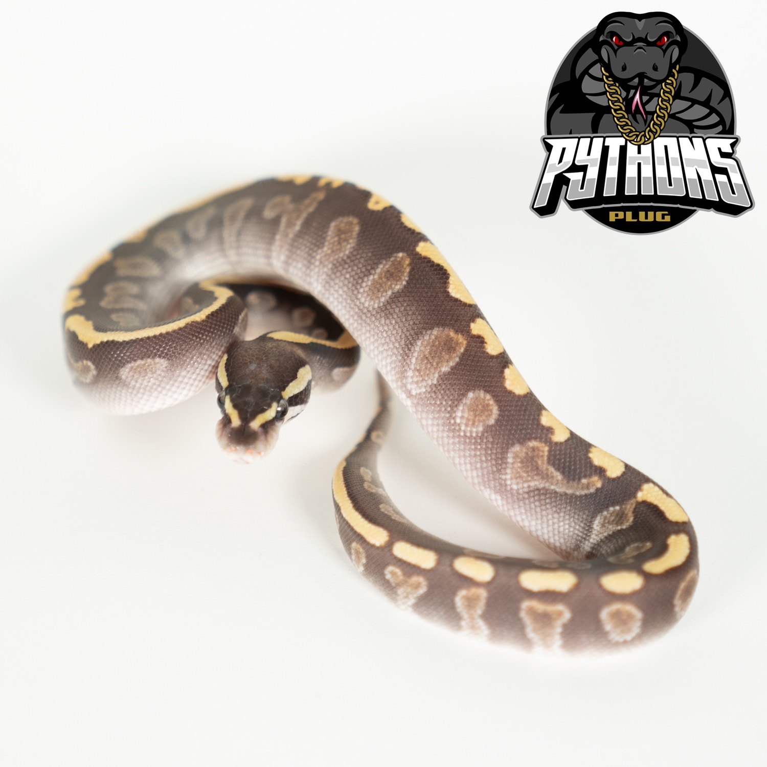 GHI MOJAVE Het GHOST Ball Python by PythonsPlug - MorphMarket