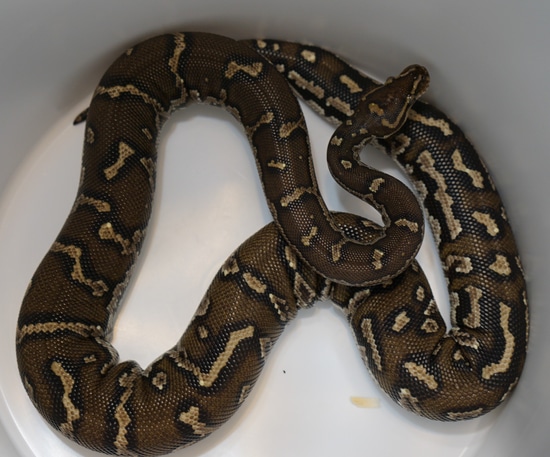 Angolan Python by Rare Python Conservatory
