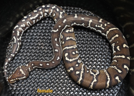 Angolan Python Female by Rare Python Conservatory