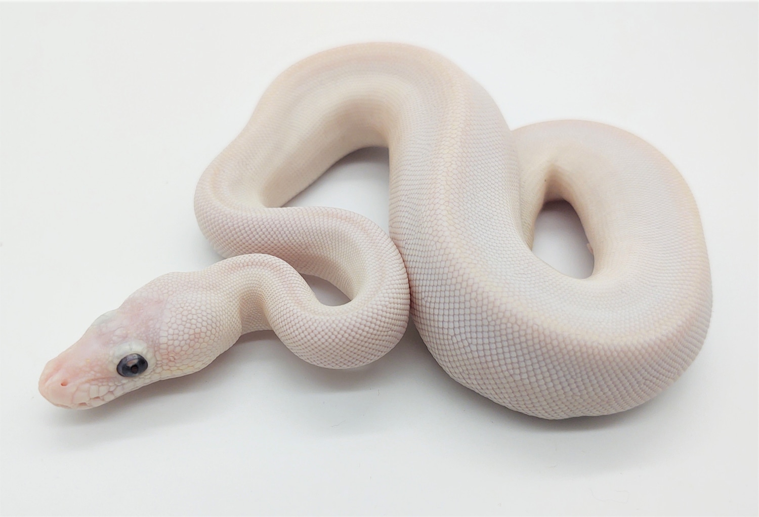 Scaleless-head BEL Ball Python by Brad Johnston Reptiles - MorphMarket