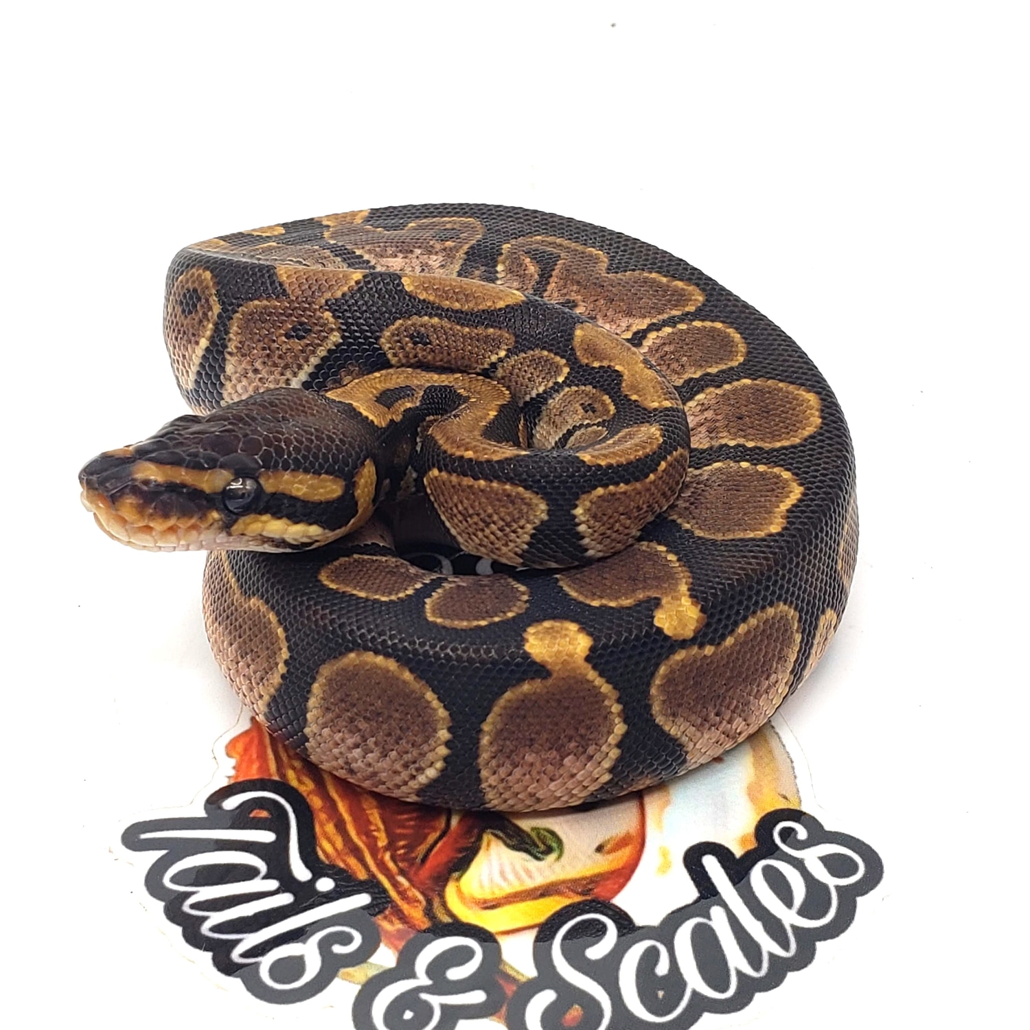 Enchi Calico Ball Python by QB's Tails & Scales LLC - MorphMarket
