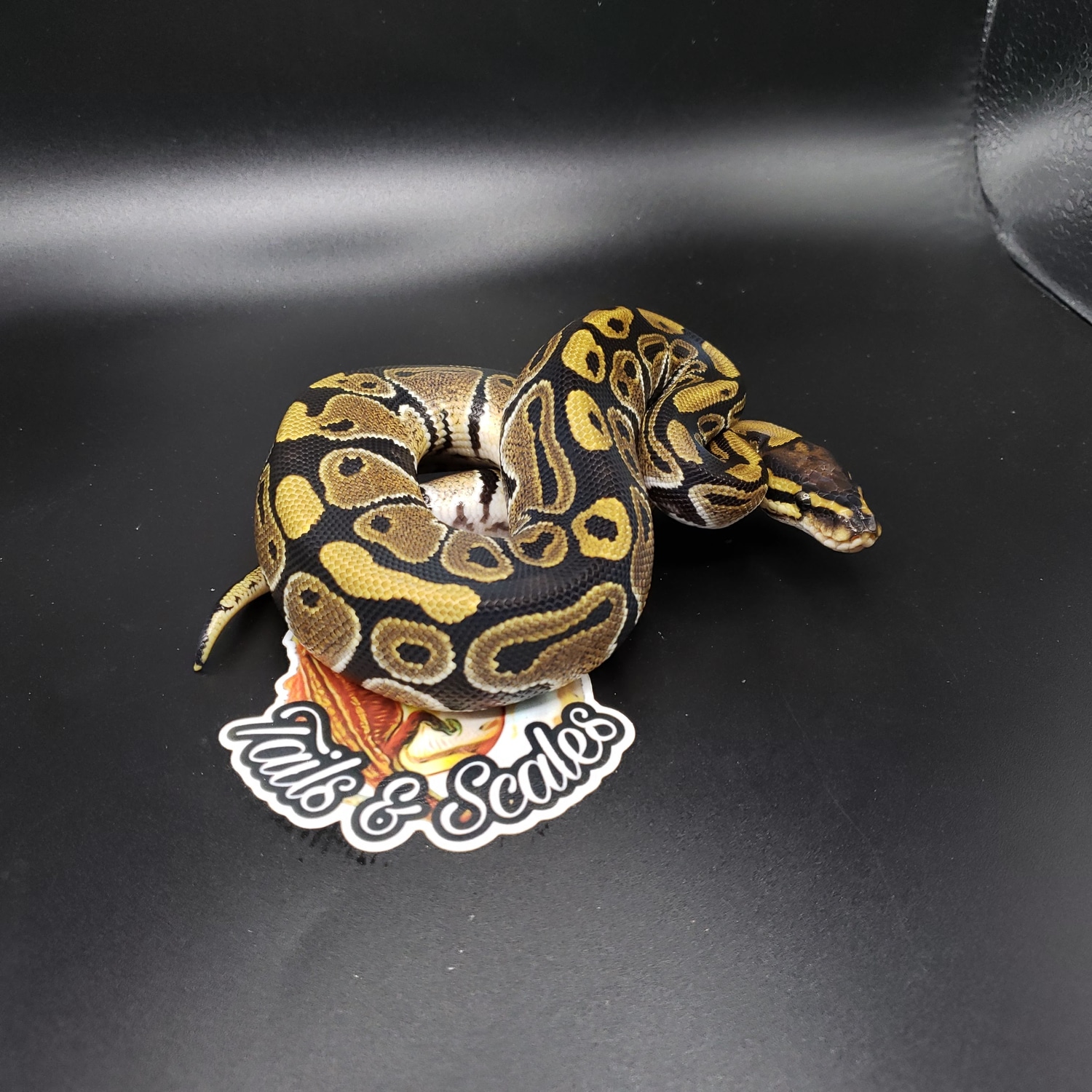 Normal Het Piebald 66 Het Clown Ball Python by QB's Tails & Scales LLC