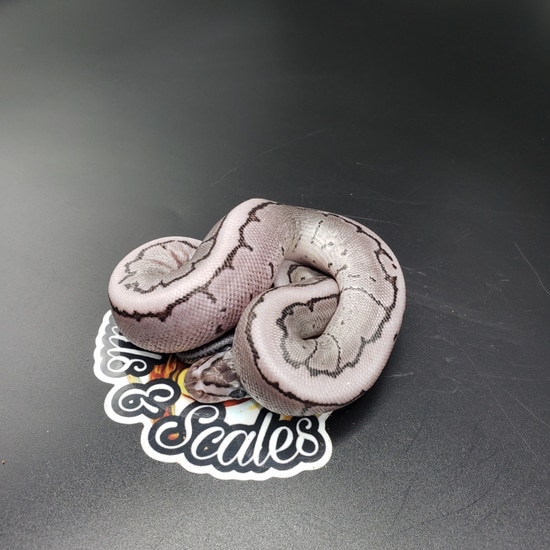 Pinstripe Axanthic (VPI) Het Pied Ball Python by QB's Tails & Scales LLC