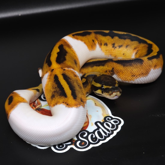 Pied (Poss Mahogany) Ball Python by QB's Tails & Scales LLC