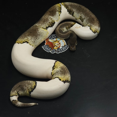 美品　AMERI CLOUDY PYTHON TOP 美品 AMERI CLOUDY PYTHON TOP - メルカリ