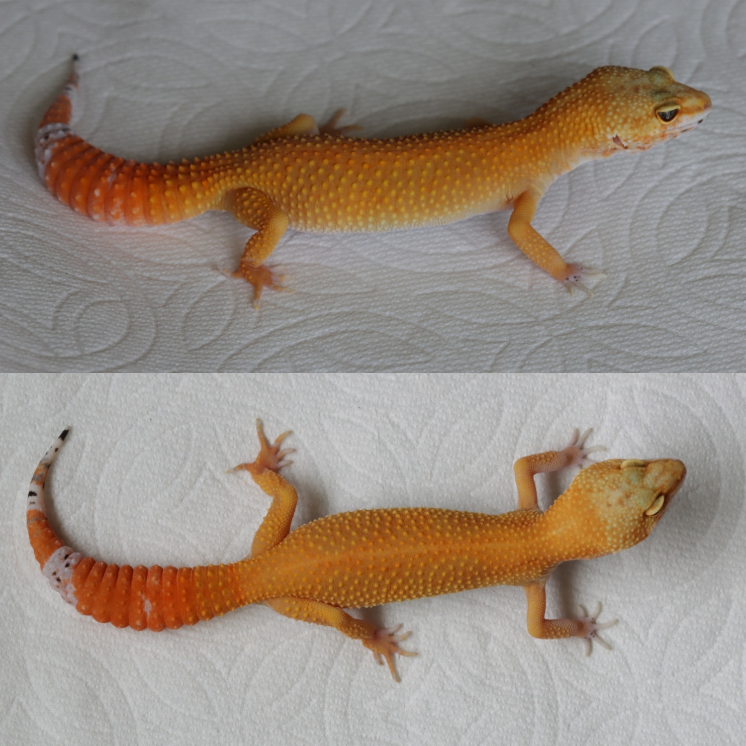 Blood Tang Cross Het Tremper Leopard Gecko by Q's Geckos MorphMarket