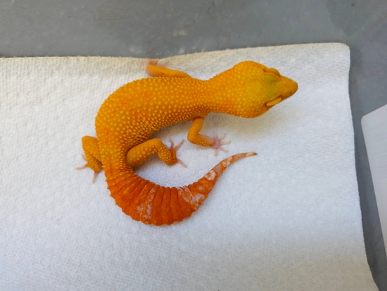 Blood Tremper Sunglow Leopard Gecko by Q's Geckos