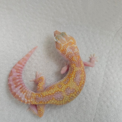 White & Yellow Mack Snow Tremper Poss Het Eclipse Leopard Gecko