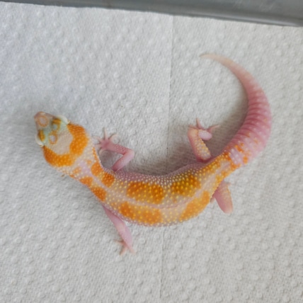 White & Yellow Mack Snow Tremper Poss Het Eclipse Leopard Gecko