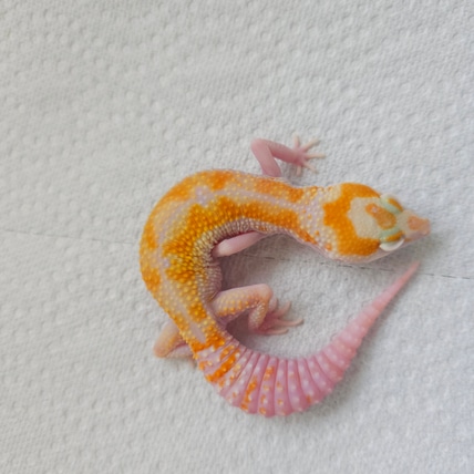 White & Yellow Tremper Poss Het Eclipse Leopard Gecko