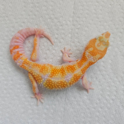 White & Yellow Tremper Poss Het Eclipse Leopard Gecko