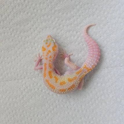White & Yellow Tremper Eclipse (WY Raptor) Leopard Gecko