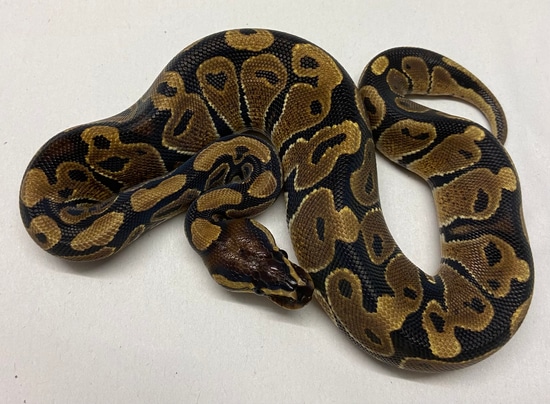 100% Het Monarch Ball Python by Quality Captives