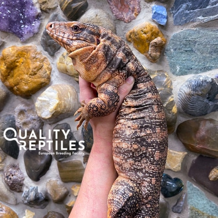 Het. Anery, Het. Hypo Red Tegu Argentine Tegus