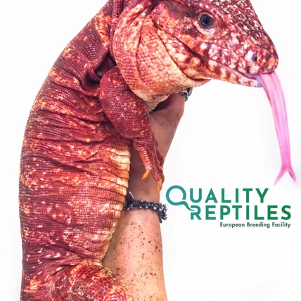 Red Tegu Argentine Tegus