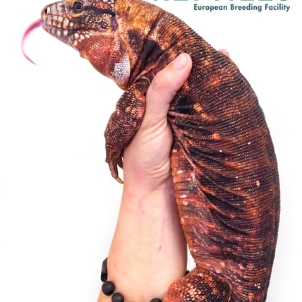 Red Tegu Argentine Tegus