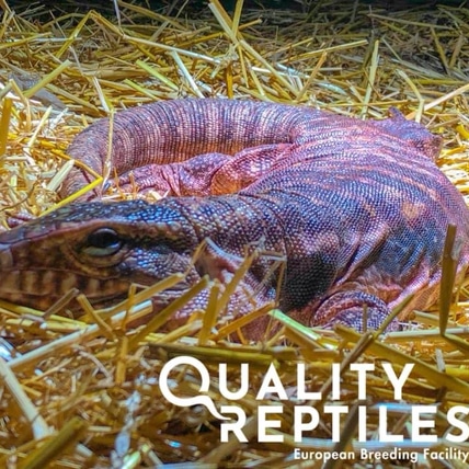 Purple DEVIL-Line Argentine Tegus