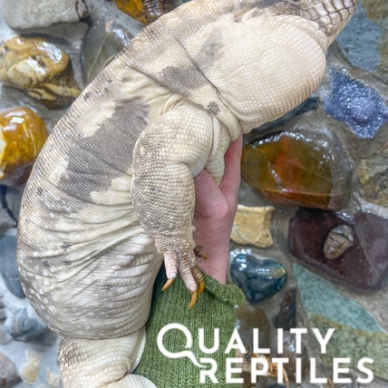 Anery Red Tegu Argentine Tegus